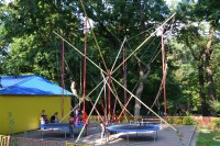 Кенгуру